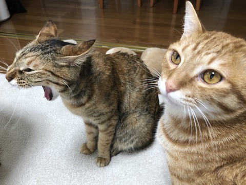 dR%dxbAkSk+sAYBALoTKlQ