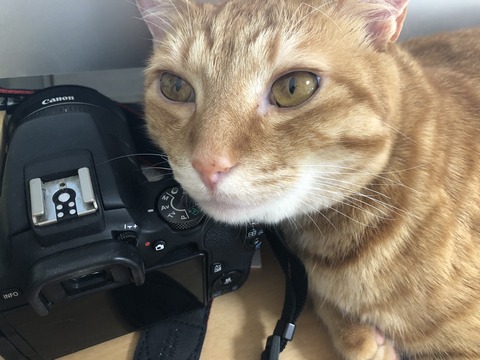 WJInlkydQ0W+gmOeC+Kcig