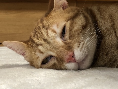 GPkpdhjwR1SUfflohmozwA