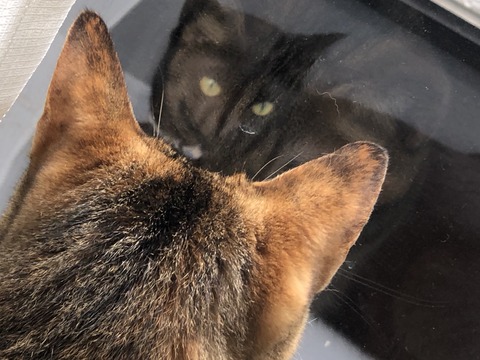 zmo3dsfCSPW17ZeOFa8G8w