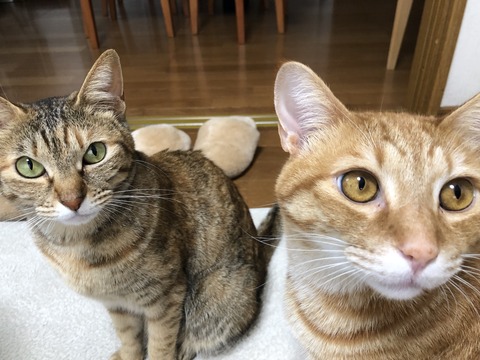 y0EXeBqWQqOO22hs8c9qCg