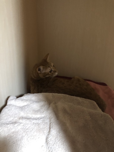 vHpO6Bh0QrO954FQPl4WOQ