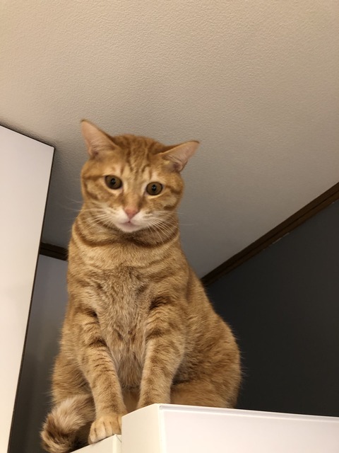 c3k+4asgQ6SHvbBs5F0avA