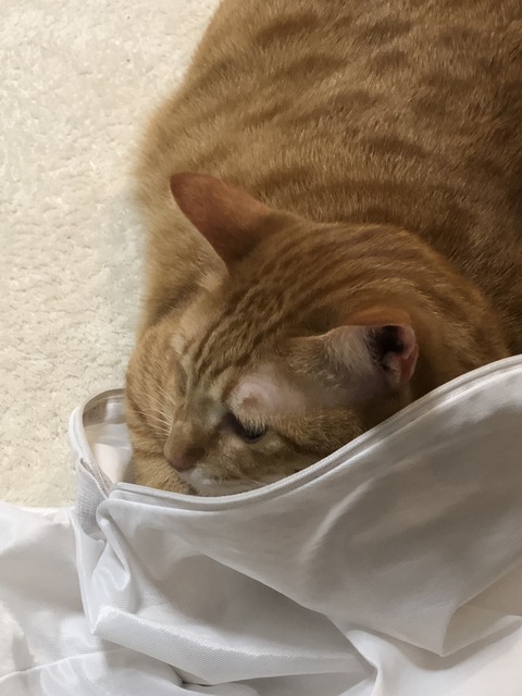 x9ljsl3XRyuEKixNYpWSmA