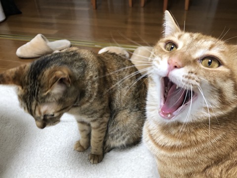 FLYp67t%TeWo0zd5HePEkQ