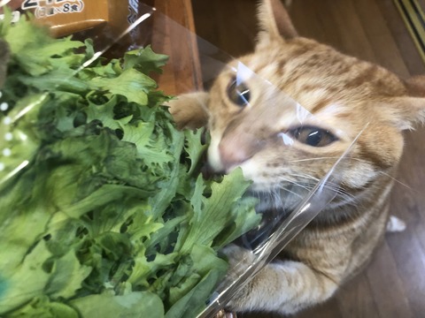 YsqjAuWxSkSY1fKLsT5aLw