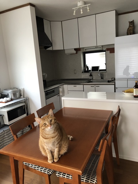 o99yVJJUTU6mkCUqeeFW5Q