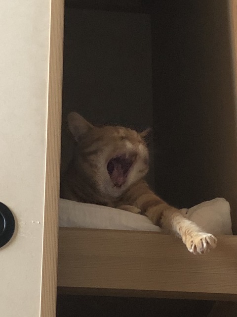 +bavIy8bRwapfjvgSeWqHA