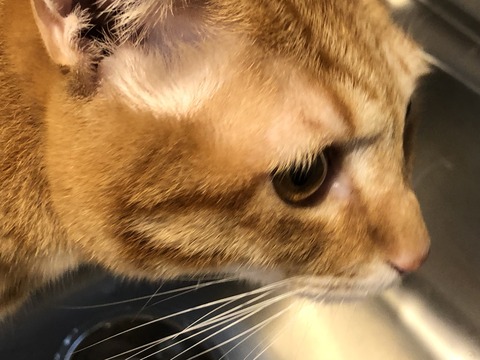 cvVBgjoKS3SskcaupYnnOA