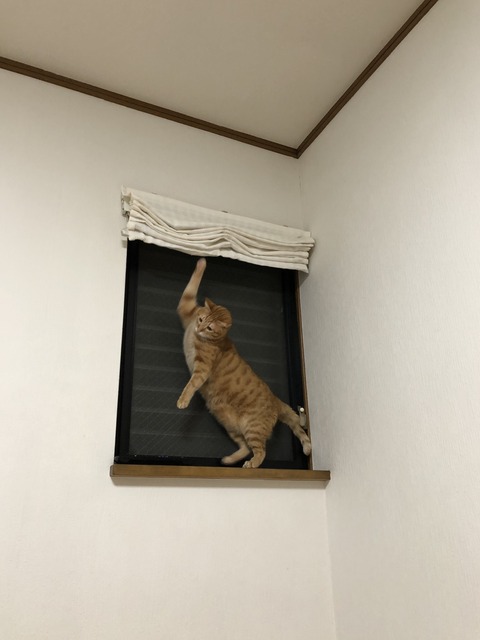 4wl3JZGVRe+tEdM7DSAzMg