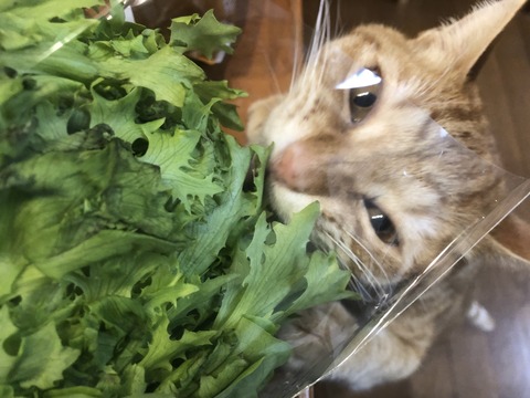 jagX7bH1T06NASaZ+hsvjg