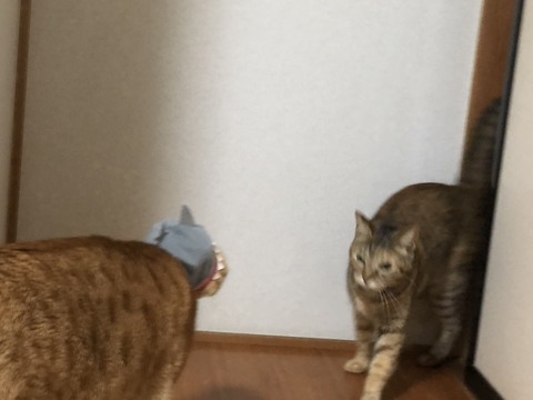 tlXNDggvTtqJEovKpxhOCA