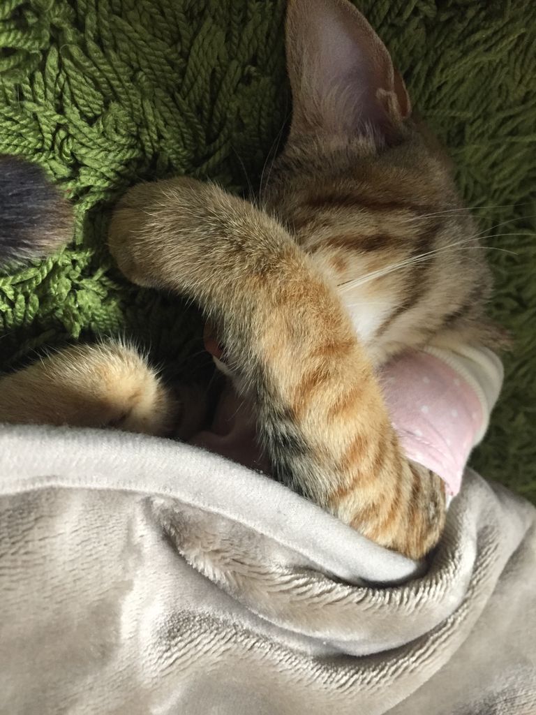 猫避妊手術後：1日目 やさしい時間と、ねこ暮らし Powered by ライブドアブログ