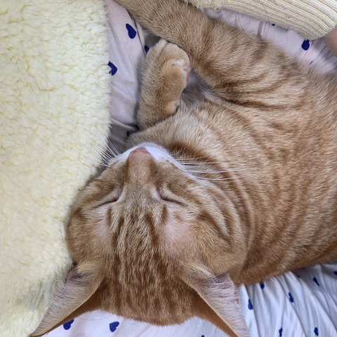 Fv11jrELTO+jaAXbAMzLtw