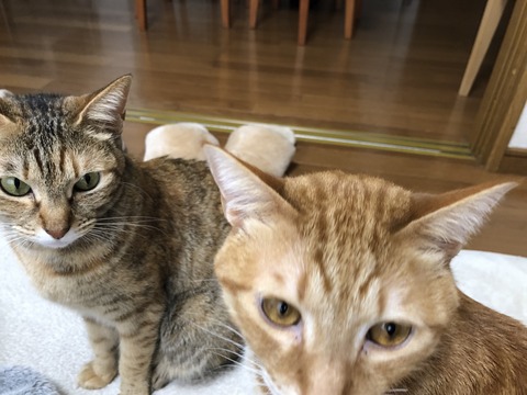 mqzzpIPGTzSBZdkxZMSXmg