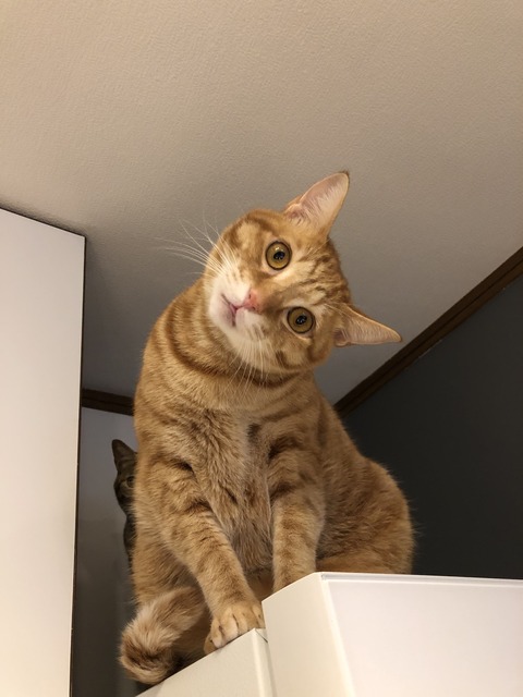 Fr9+XqnDRTi3CApkJ1Ph4g