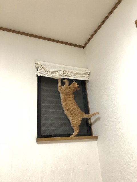 y410o+AdT+KjgRIsbnm5yA