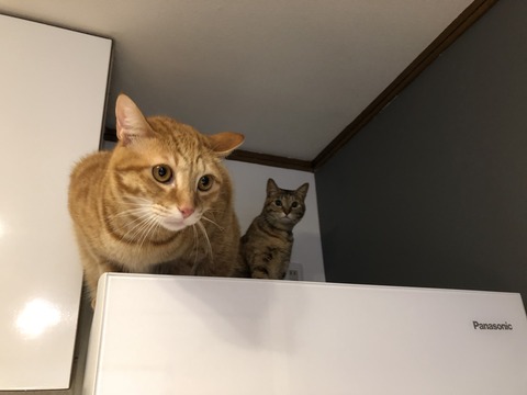 kWnNV9VnQImsZ10yMInU8Q