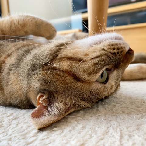 0CB0812A-5A5D-47EF-A7B3-44DBB70E4366