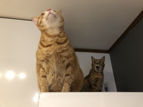 a%gFJov4SQCixM9wkgM8ew