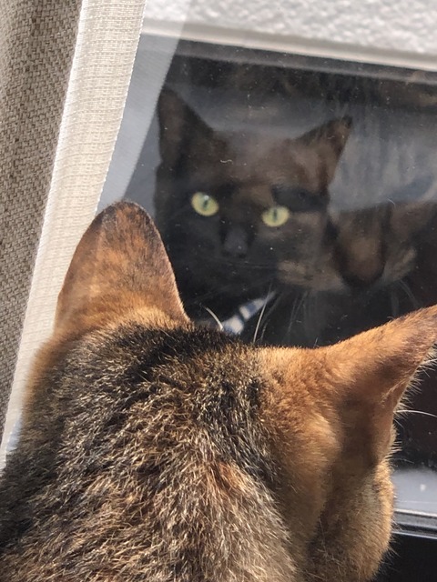 6ek0t4enQKWqA2CLmoos0g