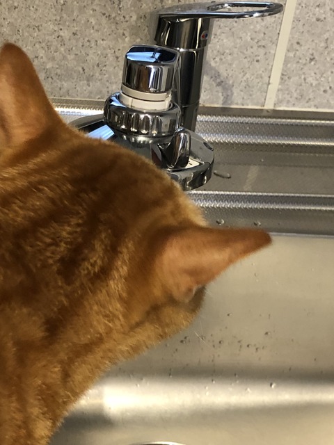 qJ8XzptHTxOqa+SHrx6PoQ