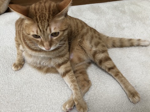 2IkFIiqnQom7eulshKXbYg