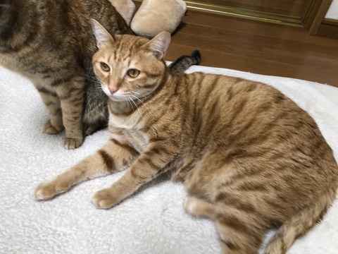 DBpveRWvTaSw8df1Vwathw