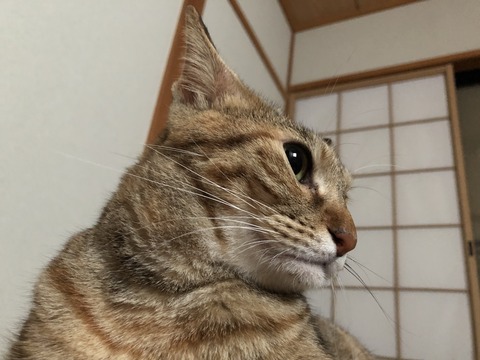 Q4U2eeJpTMq5RuCJi+KARA