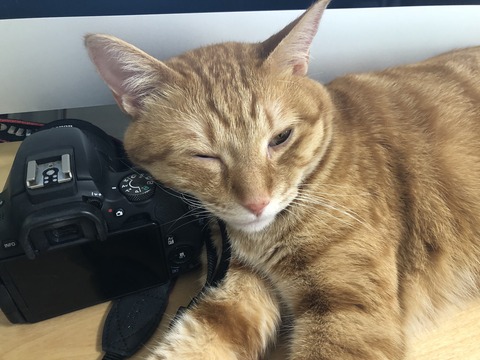 3XOBr+saQdmmpUrPSpGKPg