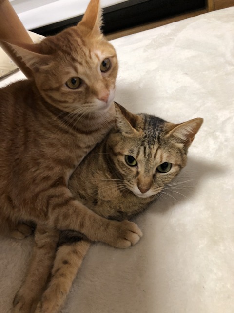 SdpLP9+mTXCi7oeOgWBksA