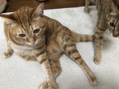 7hyV1ELZS3ql7QGrx9Vu9g