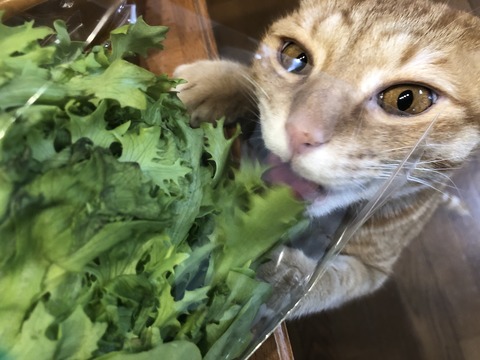 xJ10eUevTBedRRYS6SSOFA