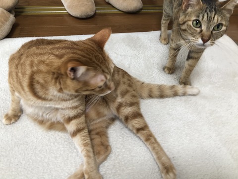 Y0zcLOLGTPSGp5H6sGZusA