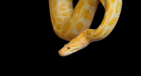 snake-1285354_640