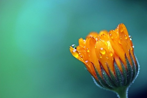 marigold-1568646_640