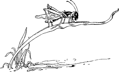 grasshopper-35048_640