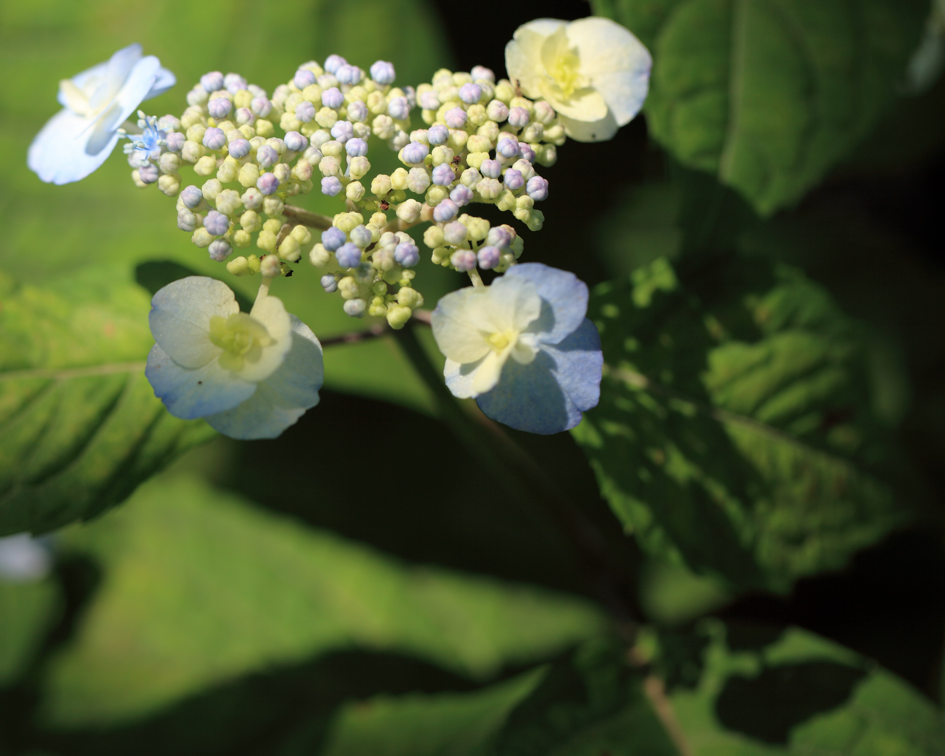 八重甘茶 ヤエノアマチャ としまえん 紫陽花 あじさい アジサイ 雨降りお月p3