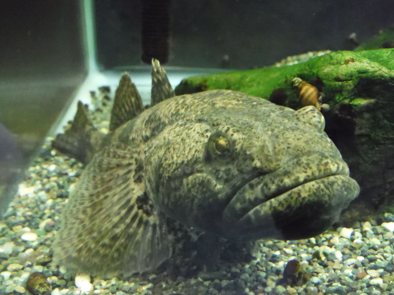 ドンコ Odontobutis Obscura 雨ふる大地