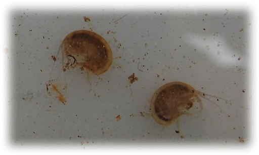 ニッポンヨコエビ Gammarus Nipponensis 雨ふる大地