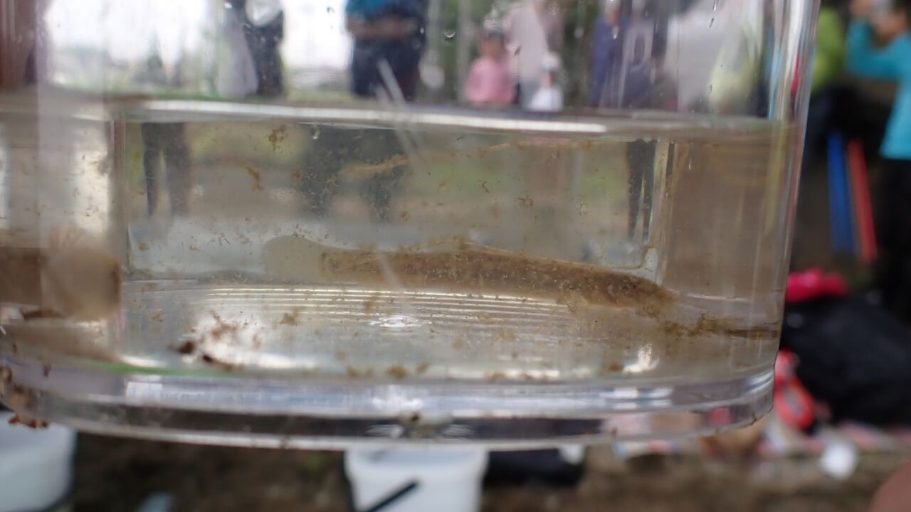 8月8日石川河川公園魚とり観察会 雨ふる大地 8月8日石川河川公園魚とり観察会 雨ふる大地