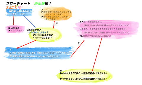 石川流域の両生類の分類表 雨ふる大地