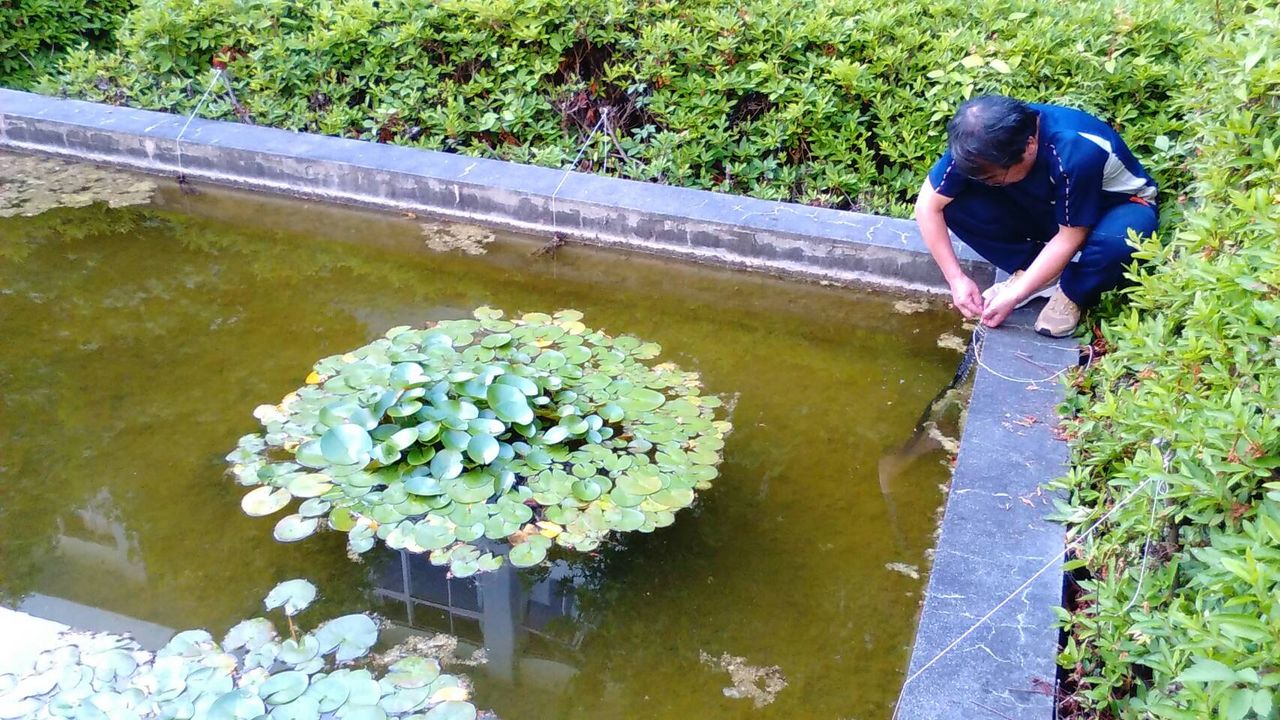 カワバタモロコの繁殖生態の解明に向けて 中高連携の調査 雨ふる大地 カワバタモロコの繁殖生態の解明に向けて 中高連携の調査 雨ふる大地