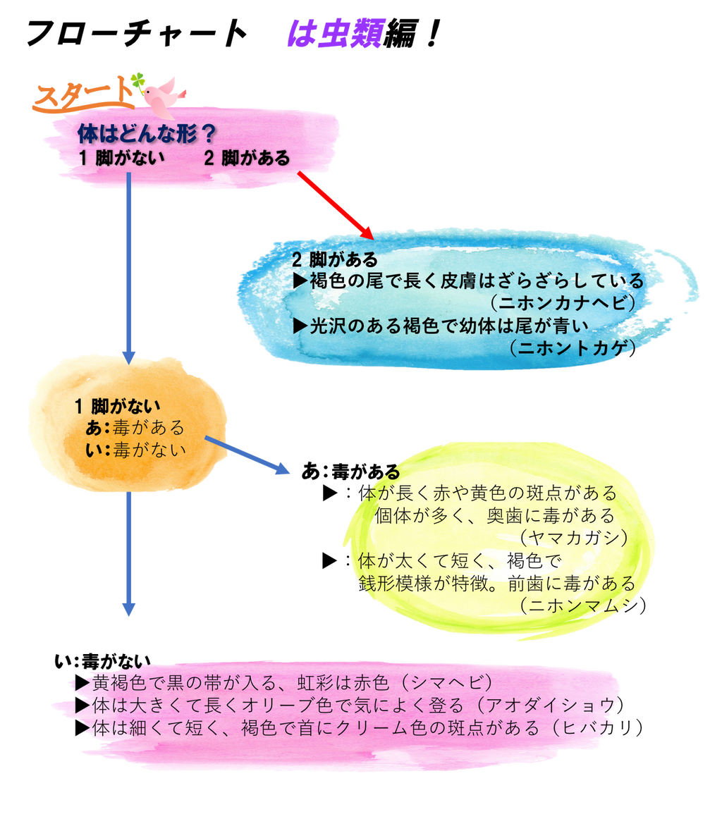 石川流域のは虫類の分類表 雨ふる大地