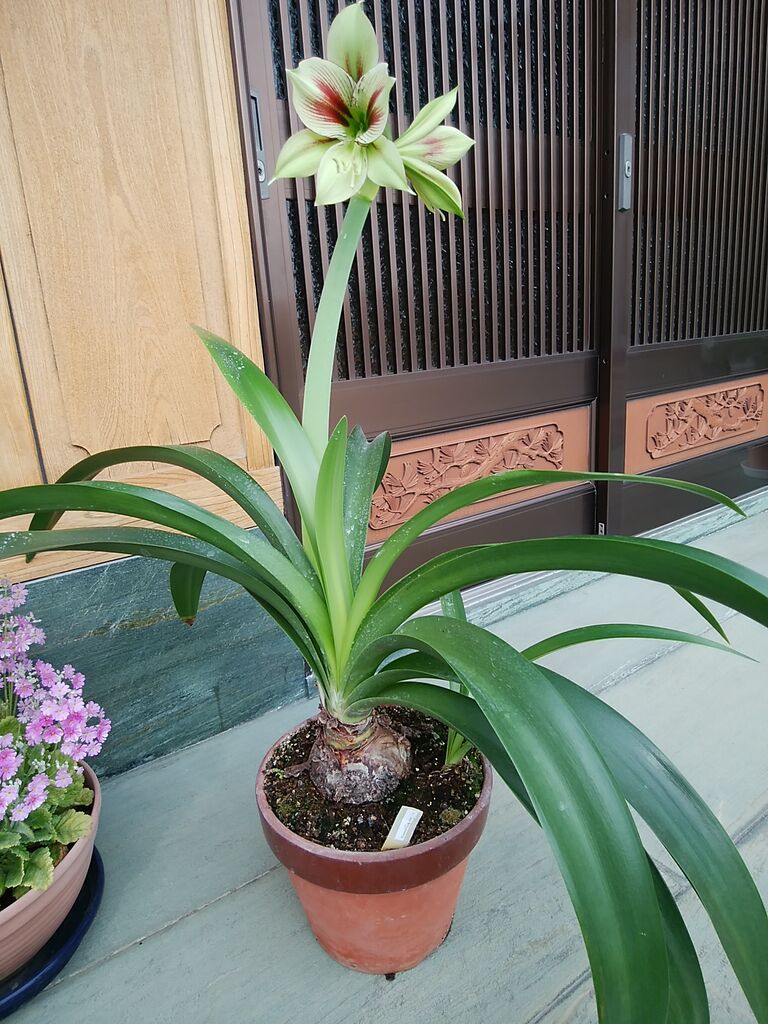 アマリス開花 パピリオ 幹事長はいつも快釣ブログ2