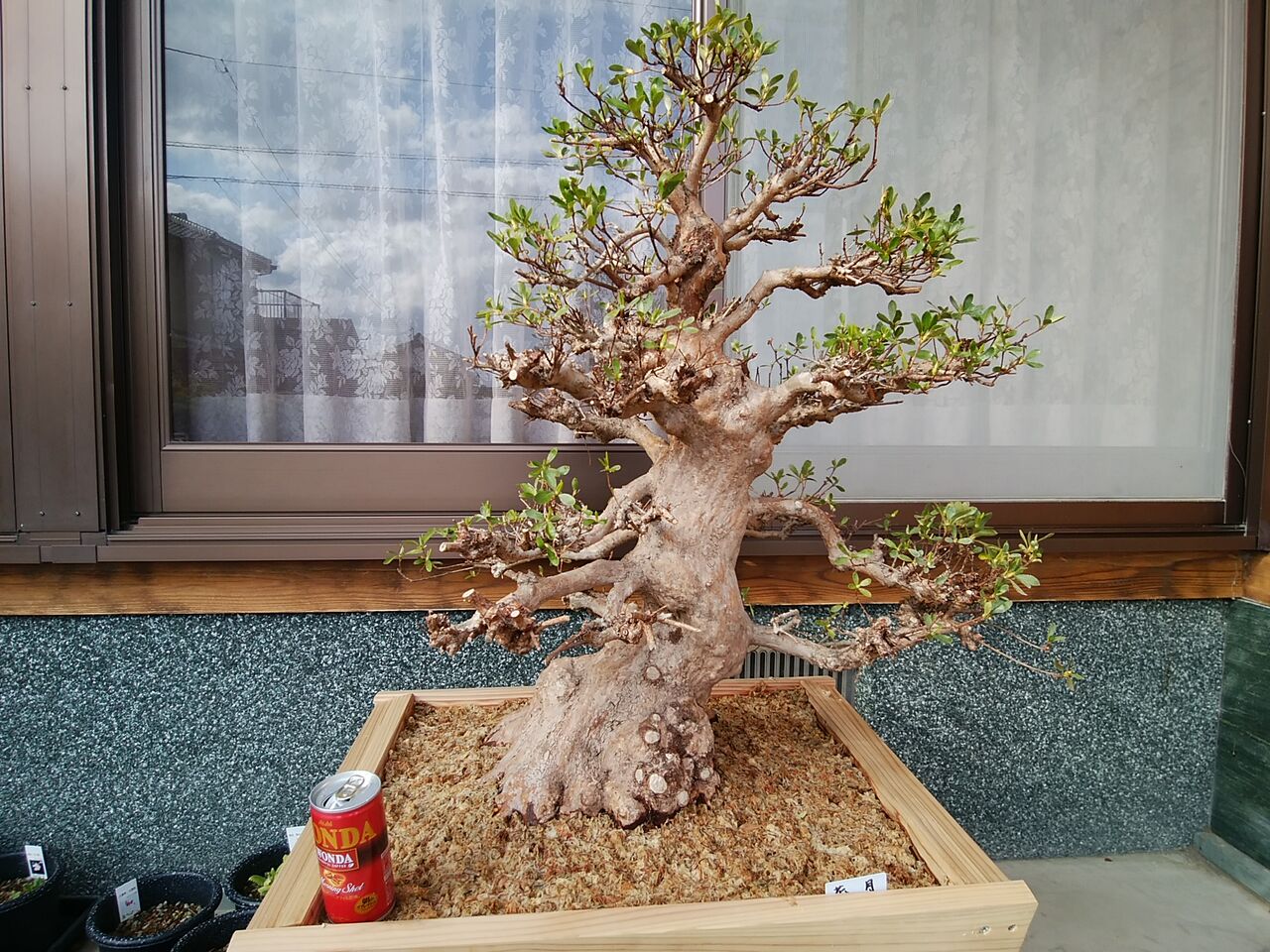 皐月の畑上げと植替え 03 01 幹事長はいつも快釣ブログ2 皐月の畑上げと植替え 03 01 幹事長はいつも快釣ブログ2