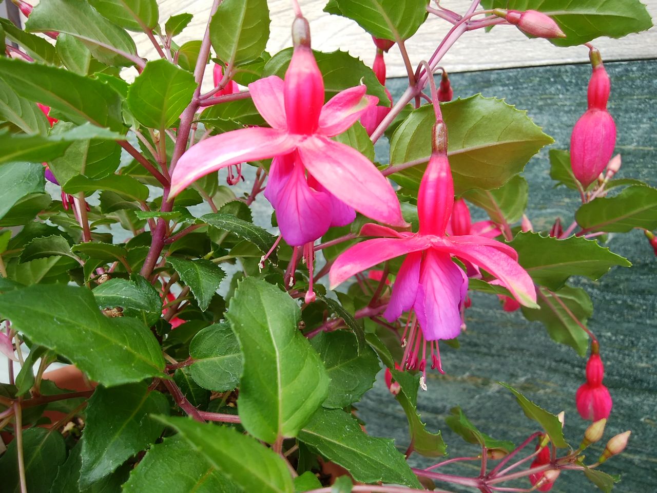 フクシア バレリーナの花 18 05 16 幹事長はいつも快釣ブログ2