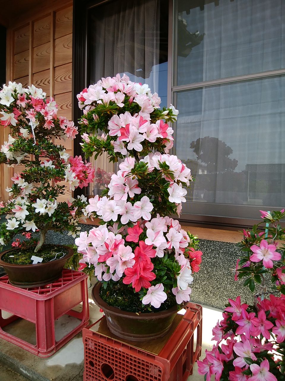 皐月の近代品種が略、8部咲 2018/05/15 : 幹事長はいつも快釣