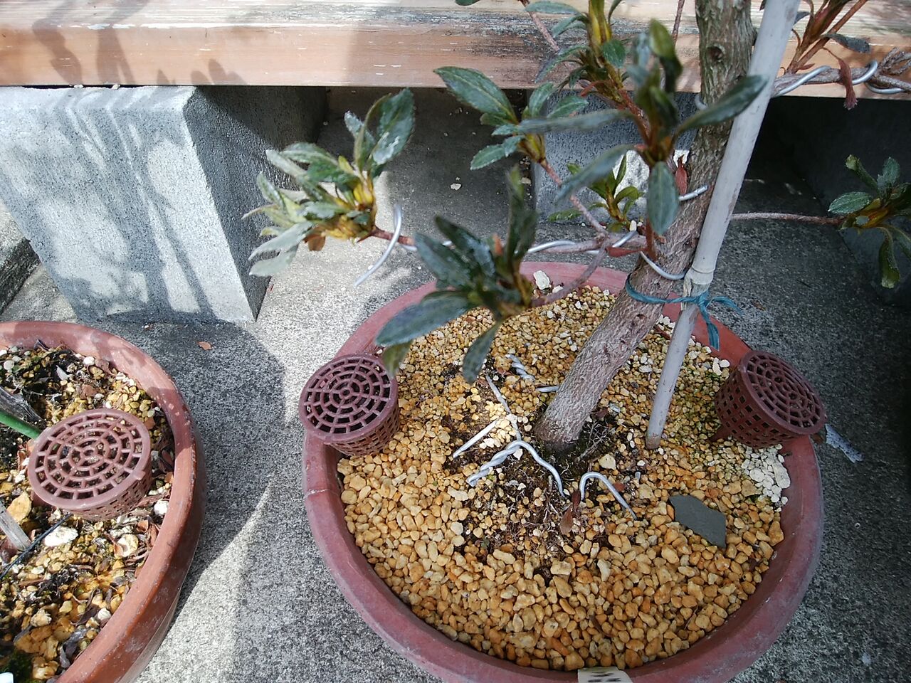 皐月盆栽に今期初の肥料 一番肥 21 02 09 幹事長はいつも快釣ブログ2