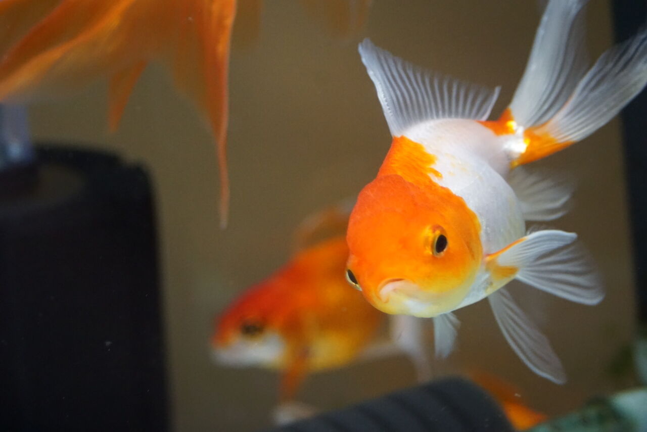 雨の日 寄り道 癒し 金魚の飼育 雨の日 寄り道 癒し 金魚の飼育